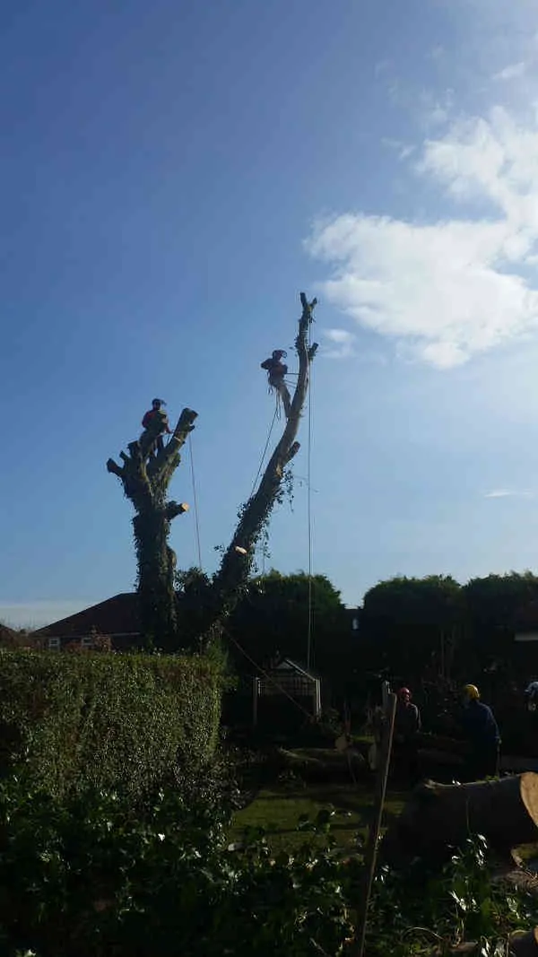What Is Tree Pollarding?