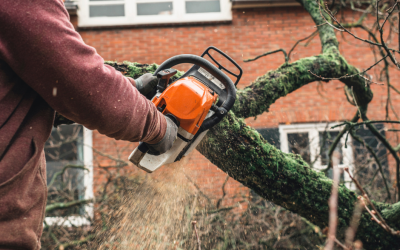Seasonal Maintenance Checklist for Your Trees