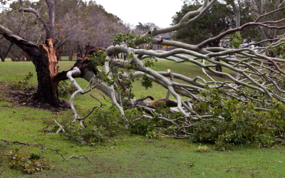 How to prevent tree damage during storms