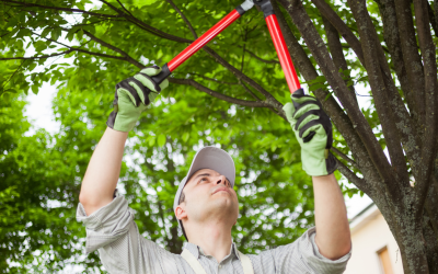 DIY vs. Professional Tree Care: When to Call a Tree Surgeon