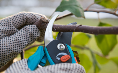 The importance of Tree PRUNING
