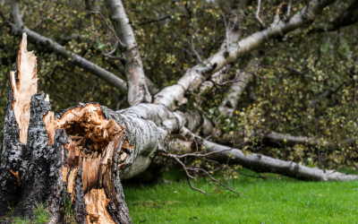 Storm Damage Prevention: Protecting Your Trees and Property