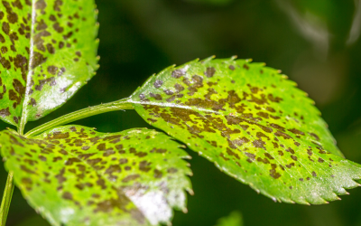 Common Tree Diseases in the UK: A Guide for Homeowners and Tree Surgeons