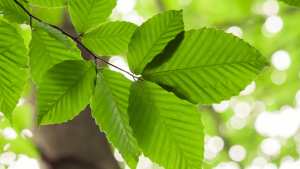 Beech leaves