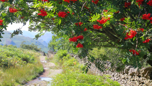 Rowan tree with berries