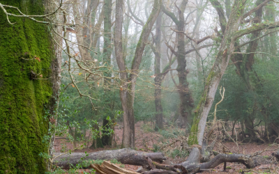 Local UK Tree Species: A Green Guide