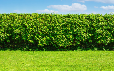 The importance of Hedge Trimming