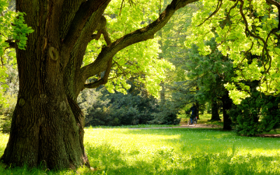 Tree Conservation and Preservation: Why It Matters More Than Ever