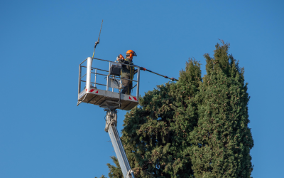 Explaining Different Tree Surgery Techniques (Crown Reduction, Pollarding, Felling & More)