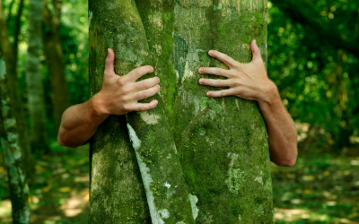 Top Four Tips On How To Keep Your Trees Healthy