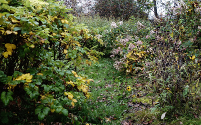 Signs Your Tree Needs Pruning or Removal
