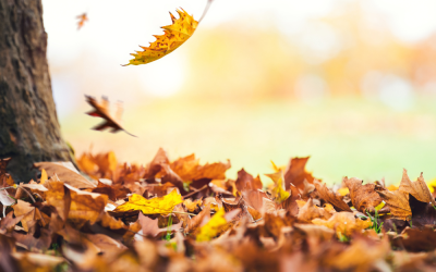 Turn Autumn Leaves into Garden Gold: How Decaying Foliage Enriches Your Soil Naturally
